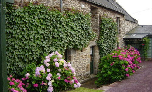 Longère bretonne avec hortensia